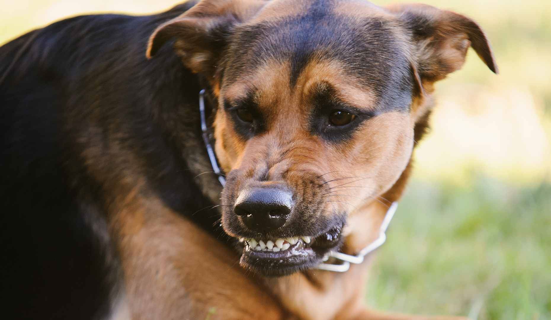 Law Offices of Vic Feazell Secures Confidential Settlement for Dog Bite Client